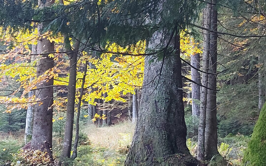 Naturgeister im Wald